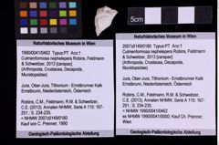 Foto (Objekt + Etiketten) von Culmenformosa nephelepera (Robins, Feldmann & Schweitzer, 2013) (NHMW-GEO-1990-0041-0462)